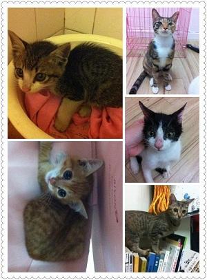 附加檔案: 5cats.jpg