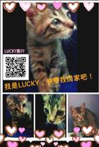 附加檔案: luckypost 長沁q code small.jpg