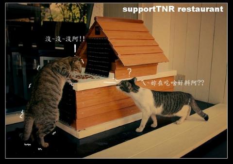 附加檔案: tnr.jpg