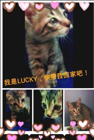 附加檔案: luckypost.jpg