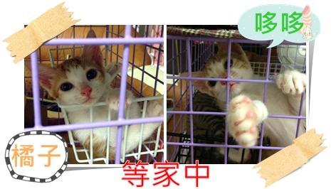 附加檔案: cats1-1.jpg