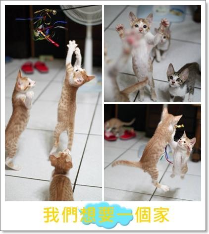 附加檔案: cats2-2.jpg