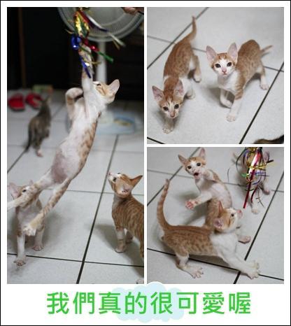 附加檔案: cats3-3.jpg