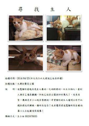 附加檔案: cat.jpg