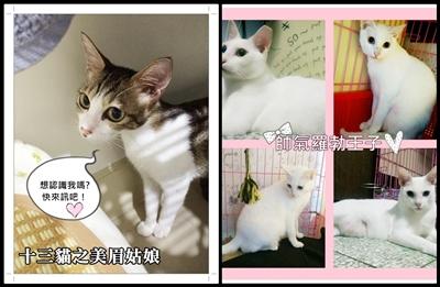 附加檔案: cats.jpg