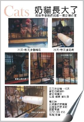 附加檔案: 4cats.jpg